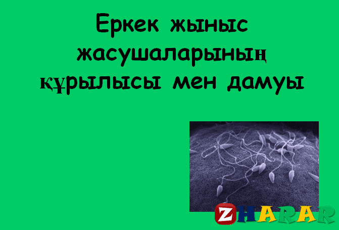 Презентация (слайд): Еркек жыныс жасушаларының құрылысы мен дамуы қазақша презентация слайд, Презентация (слайд): Еркек жыныс жасушаларының құрылысы мен дамуы казакша презентация слайд, Презентация (слайд): Еркек жыныс жасушаларының құрылысы мен дамуы презентация слайд на казахском