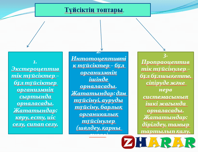 Түйсік және қабылдау презентация