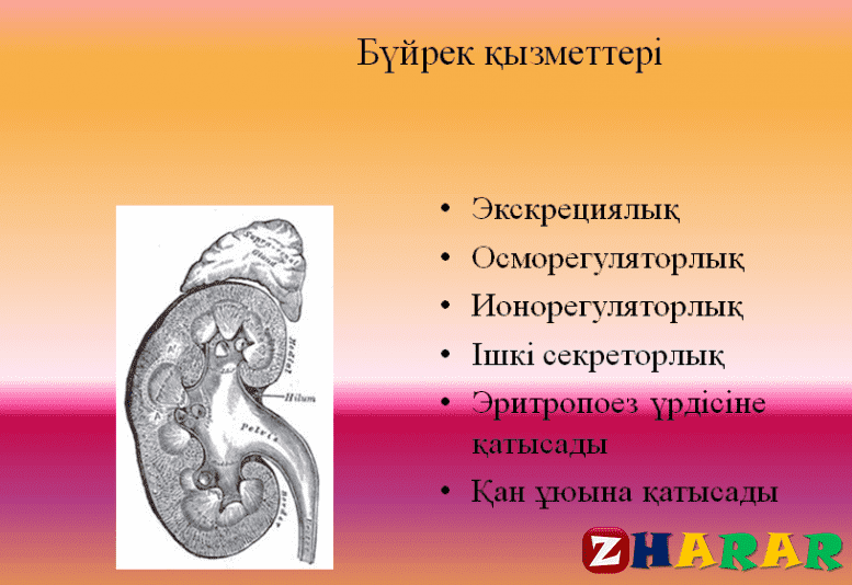 Бүйрек анатомиясы презентация