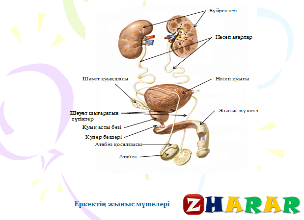 Әйел жыныс мүшелері презентация