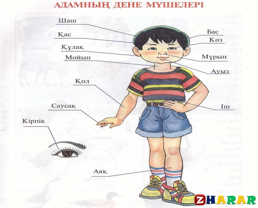 Адамның дене мүшелері тех карта балабақшада