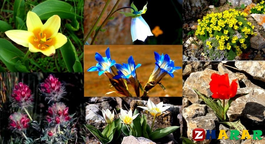  Қазақстан жерінде өсетін пайдалы өсімдіктер (5 сынып, II тоқсан )