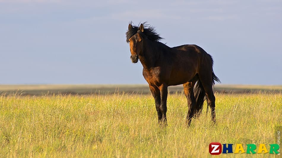  Мұрат Мөңкеұлы «Сарыарқа» өлеңі 2-сабақ (8 сынып, II тоқсан )