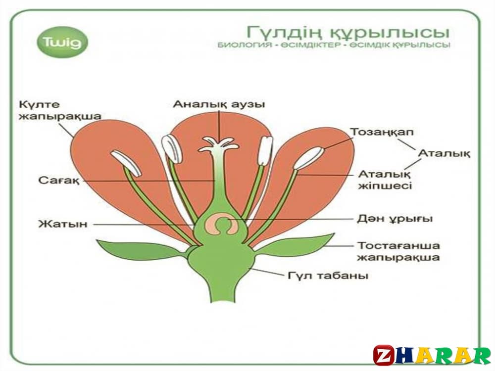 Биология 7 сынып. Реферат биология 7 сынып. Гүлдің сабағы перевод.