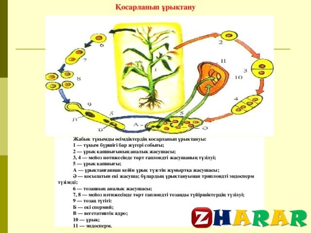 Биология 7 сынып. Реферат биология 7 сынып.