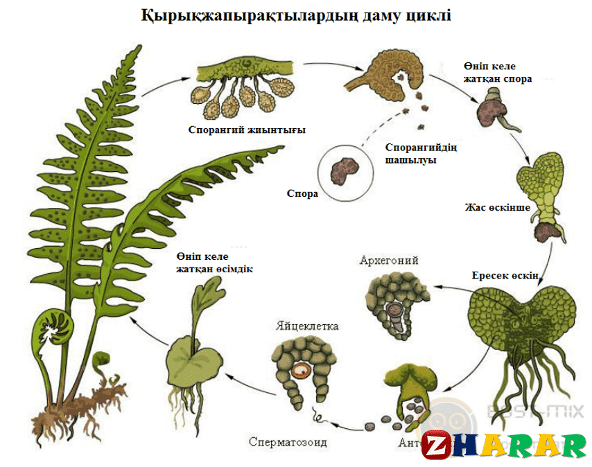 Ашық тұқымды және жабық тұқымды өсімдіктердің тіршілік циклі презентация