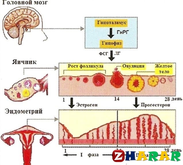 Фото цикла месячных