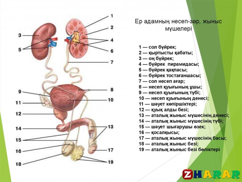 Зәр шығару жүйесі анатомиясы презентация