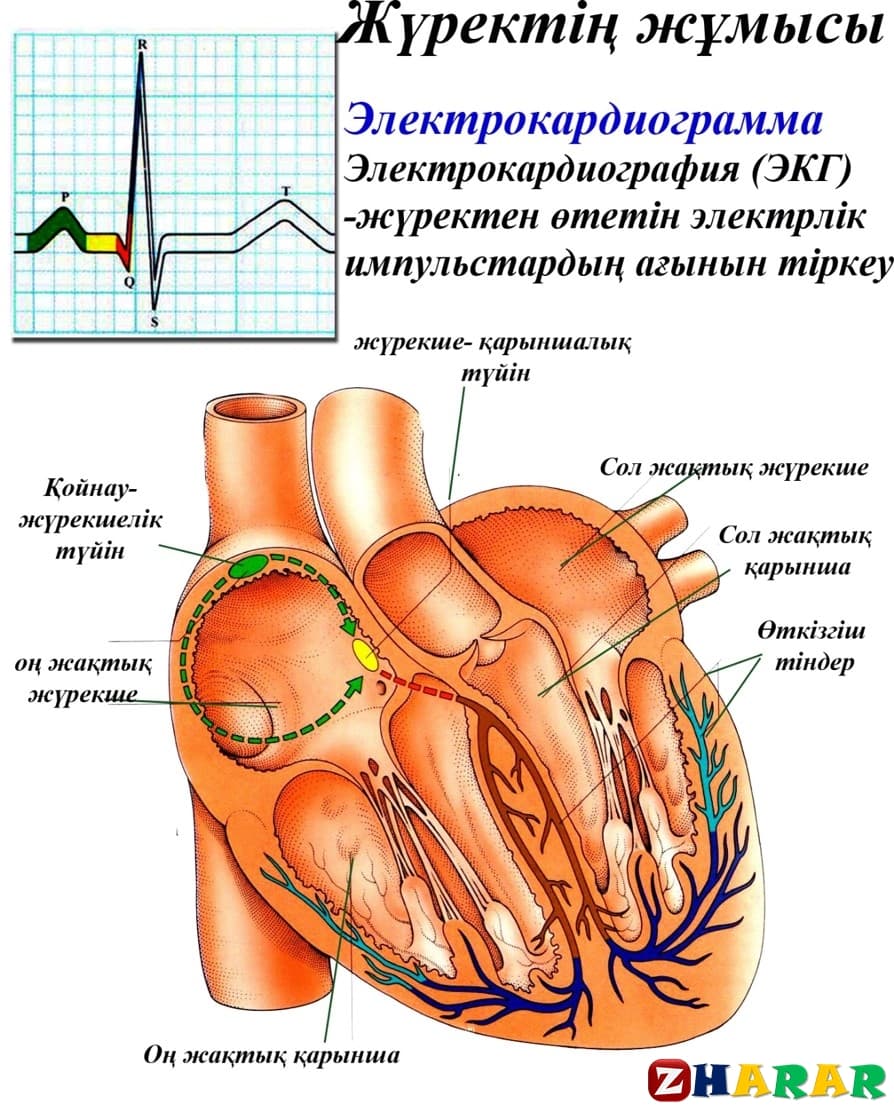 Жүрек автоматиясының механизмі презентация