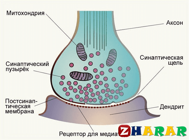 Холинергиялық синапстың құрылысы мен қызметі (Биология, 10 сынып, IV тоқсан)