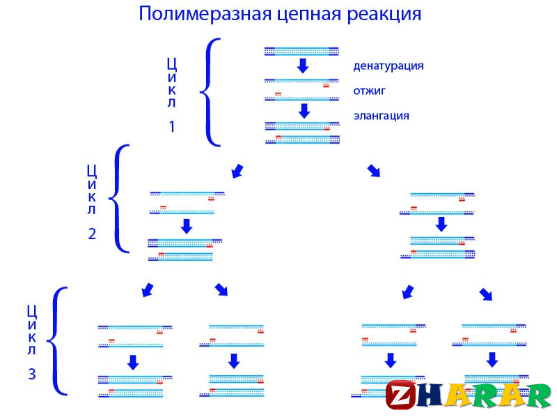 Полимеразды тізбекті реакцияны қолдану презентация