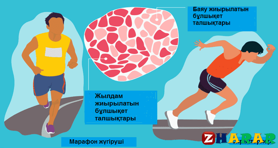  Жылдам және баяу жиырылытын бұлшықет талшықтарының ортақ қасиеттері. Актинге қатысты қаңқа бұлшықет ұлпаларының типтері 1-сабақ (Биология, 10 сынып, IV тоқсан)