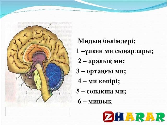 Орталық жүйке жүйесі презентация