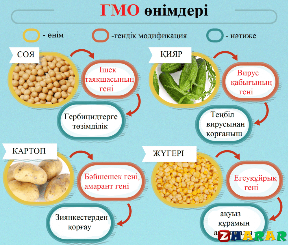 Гмо зияны. ГМО продукты. Генномодифицированные продукты примеры. Трансгенные продукты примеры. Продукты содержащие ГМО.