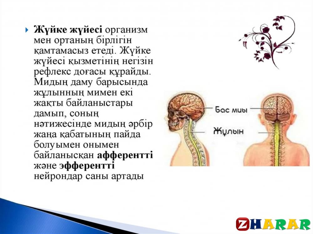 Орталық жүйке жүйесінің құрылысы мен қызметі презентация