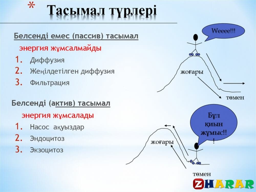 Шарттарды программалау 9 сынып презентация