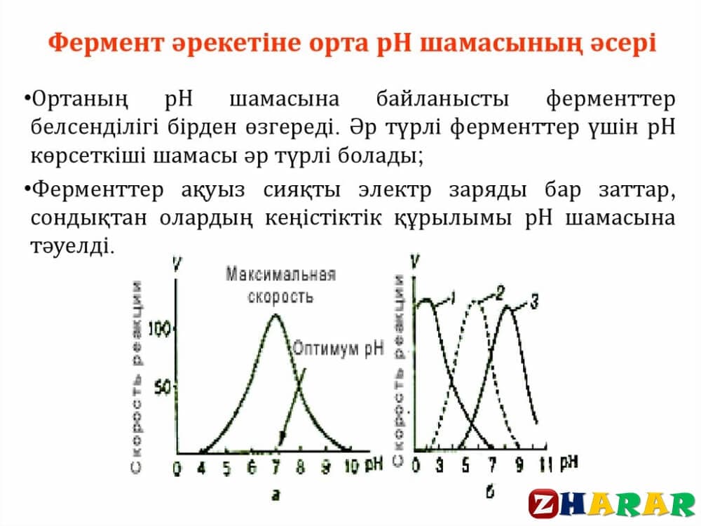 Әр түрлі жағдайлардың (температура, рН) ферменттердің белсенділігіне әсері. (Биология, 9 сынып, I тоқсан)