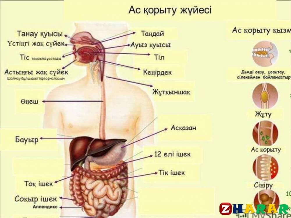  Ыдырау үдерісі. Асқорыту ферменттерінің әсері. Асқорытудағы ферменттердің маңызы. Сіңіру және бөліп шығару. (Биология, 9 сынып, I тоқсан)