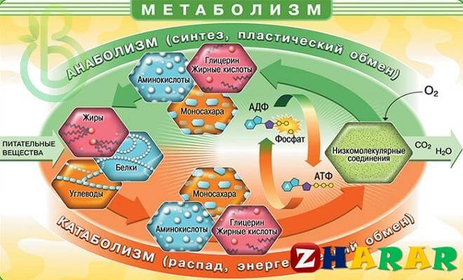 Метаболизм түрлері (Биология, 10 сынып, I тоқсан)