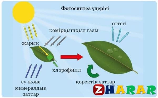 Әшекей интерьер элементі ретіндегі өсімдік 7 сынып